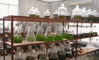 Algae production in China