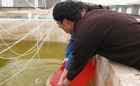 Shao Yi  and Bluebell releasing turbot larvae