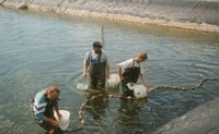 Collecting of fish fry