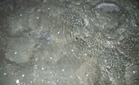 Flounder in the indoor basins