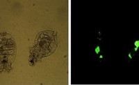 Brachionus plicatilis rotifers containing Pichia pastoris GFP yeast cells