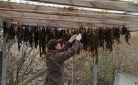 Hanging seaweed