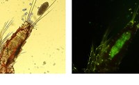 Tigriopus californicus copepod containing Pichia pastoris GFP yeast cells