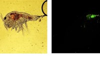 Tigriopus californicus copepodite containing Pichia pastoris GFP yeast cells